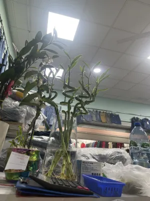 Distribuidor de roupas Lucky-happy thi hoa tran em Polônia